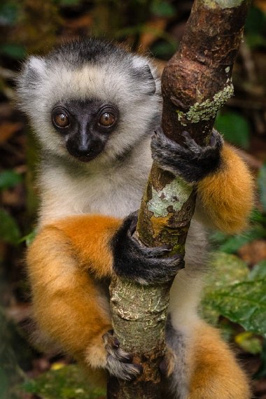 149 Andasibe Mantadia NP, diadeemsifaka.jpg